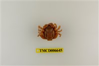 藏品(短指和尚蟹)的圖片